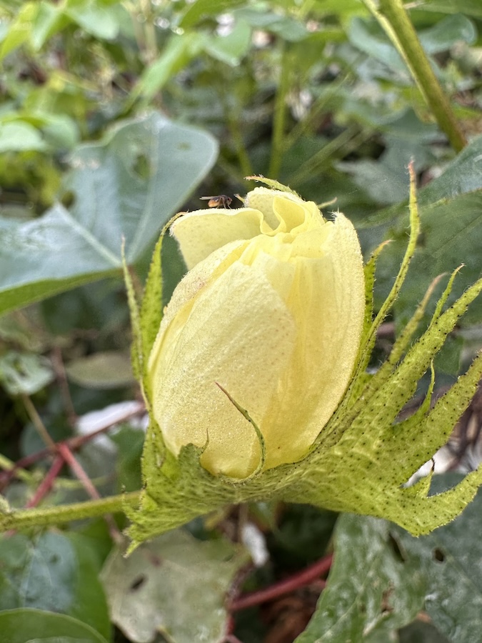 Pima-Cotton-Flower